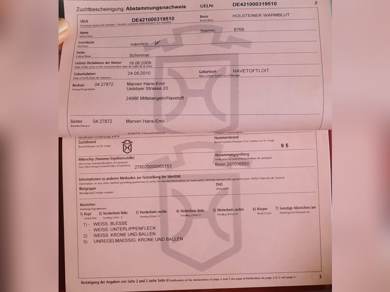 Holsteiner Wallach 15 Jahre 180 cm Schimmel in Steinebrunn