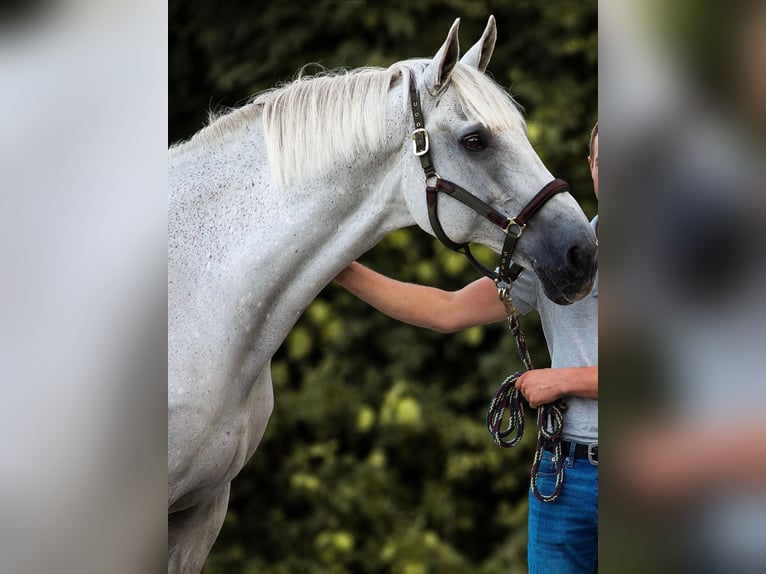 Holsteiner Wallach 15 Jahre 180 cm Schimmel in Heringsdorf