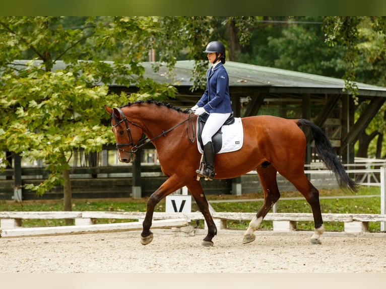 Holsteiner Wallach 15 Jahre 181 cm Brauner in Győr