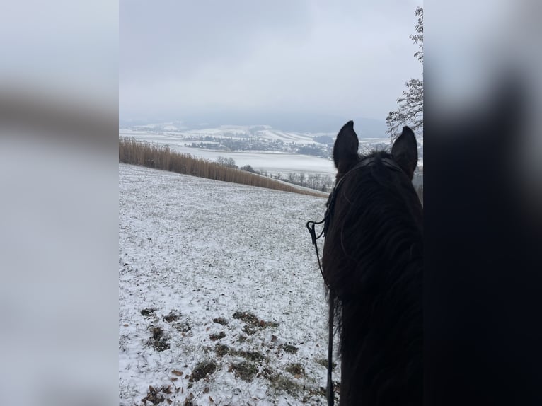 Holsteiner Wallach 15 Jahre Dunkelbrauner in Sieghartskirchen