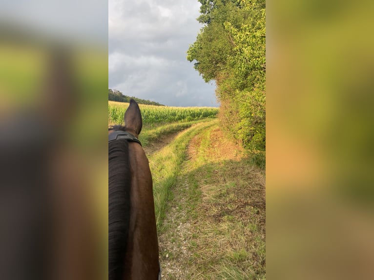 Holsteiner Wallach 15 Jahre Dunkelbrauner in Sieghartskirchen