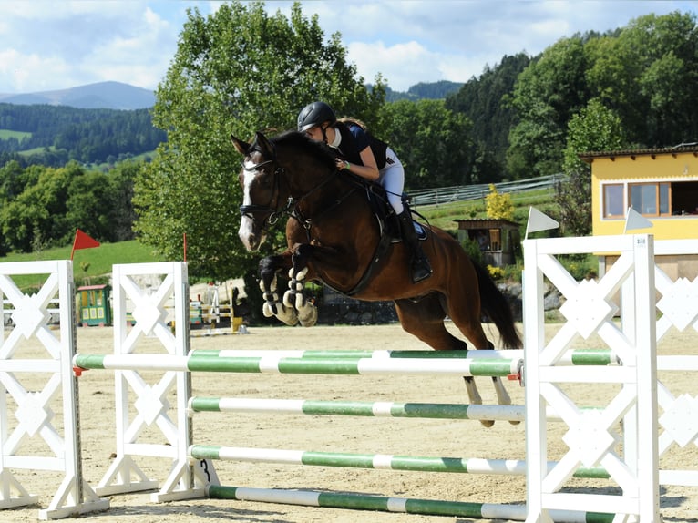 Holsteiner Wallach 15 Jahre Dunkelbrauner in Sieghartskirchen