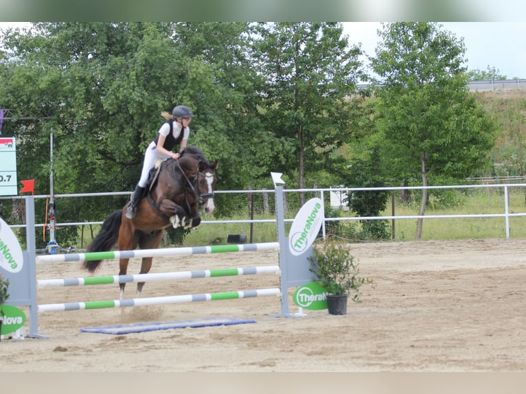 Holsteiner Wallach 15 Jahre Dunkelbrauner in Sieghartskirchen