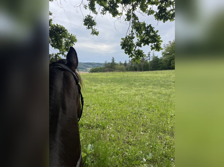Holsteiner Wallach 15 Jahre Dunkelbrauner in Sieghartskirchen