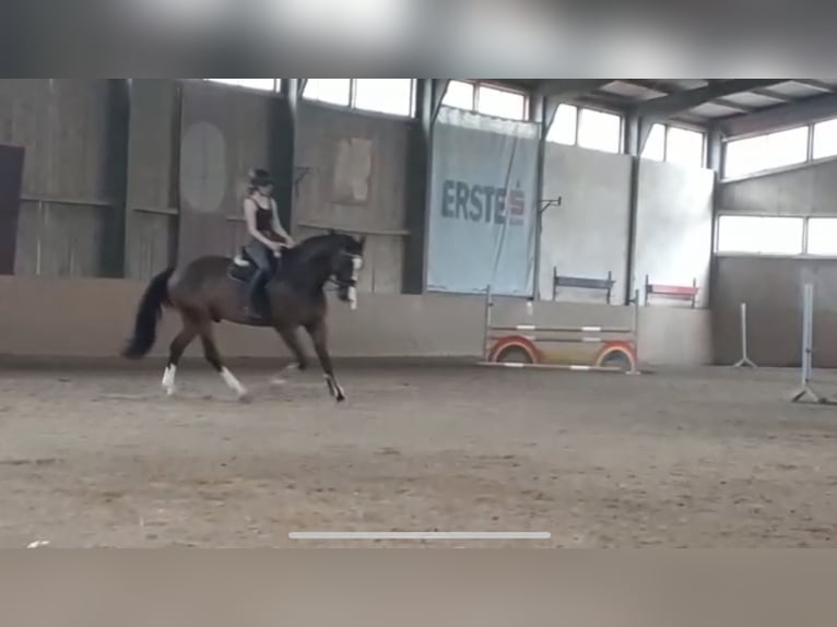 Holsteiner Wallach 15 Jahre Dunkelbrauner in Sieghartskirchen