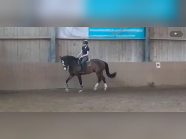 Holsteiner Wallach 15 Jahre Dunkelbrauner in Sieghartskirchen