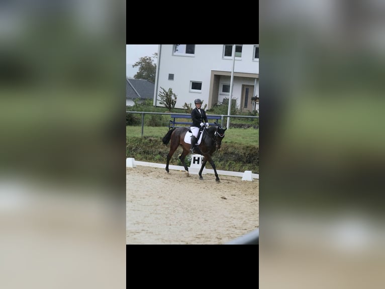 Holsteiner Wallach 16 Jahre 160 cm Dunkelbrauner in Bad Wildungen