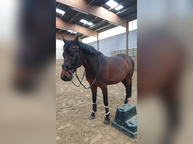 Holsteiner Wallach 16 Jahre 160 cm Dunkelbrauner in Bad Wildungen