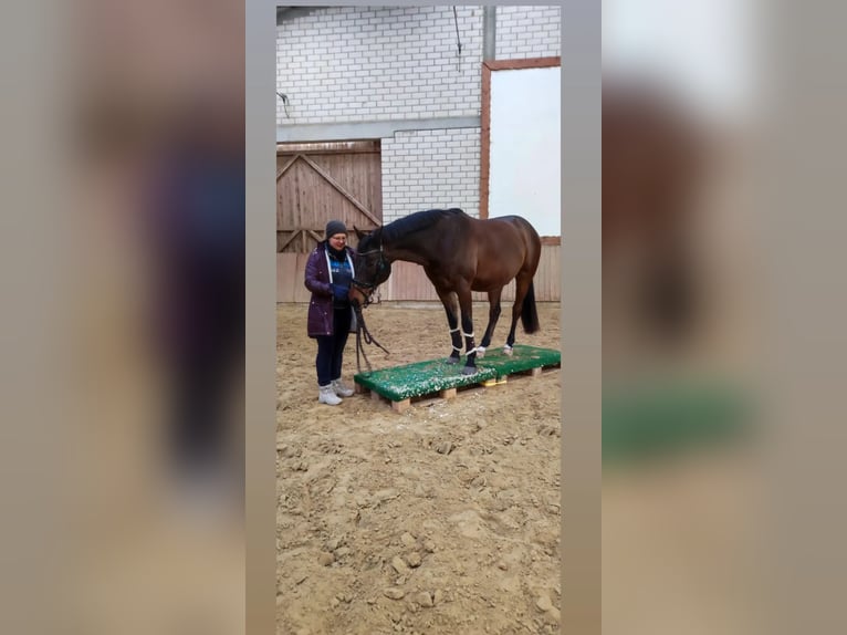 Holsteiner Wallach 16 Jahre 160 cm Dunkelbrauner in Bad Wildungen