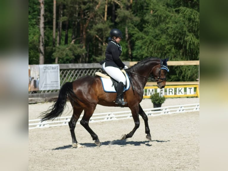 Holsteiner Wallach 16 Jahre 165 cm Brauner in Wels