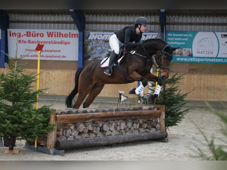 Holsteiner Wallach 16 Jahre 165 cm Brauner in Großenwiehe