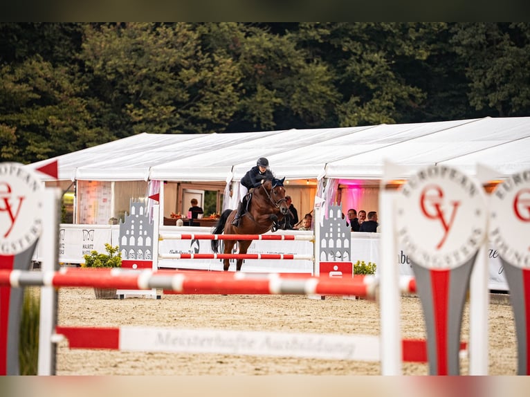 Holsteiner Wallach 16 Jahre 166 cm Brauner in Glandorf