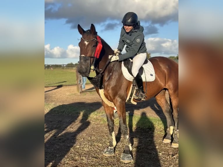 Holsteiner Wallach 16 Jahre 167 cm Brauner in Greifswald