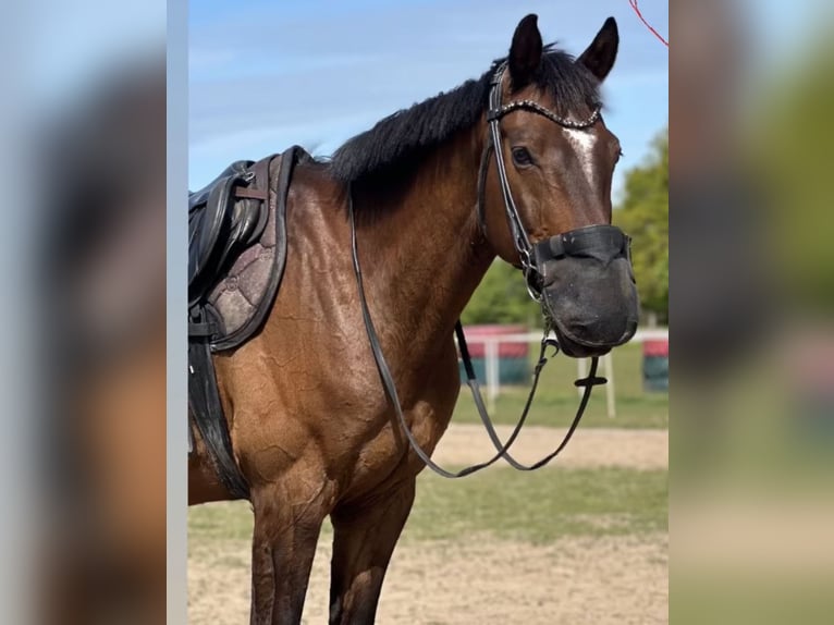Holsteiner Wallach 16 Jahre 167 cm Brauner in Greifswald