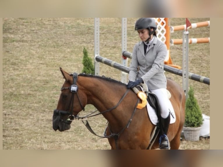 Holsteiner Wallach 16 Jahre 167 cm Brauner in Greifswald