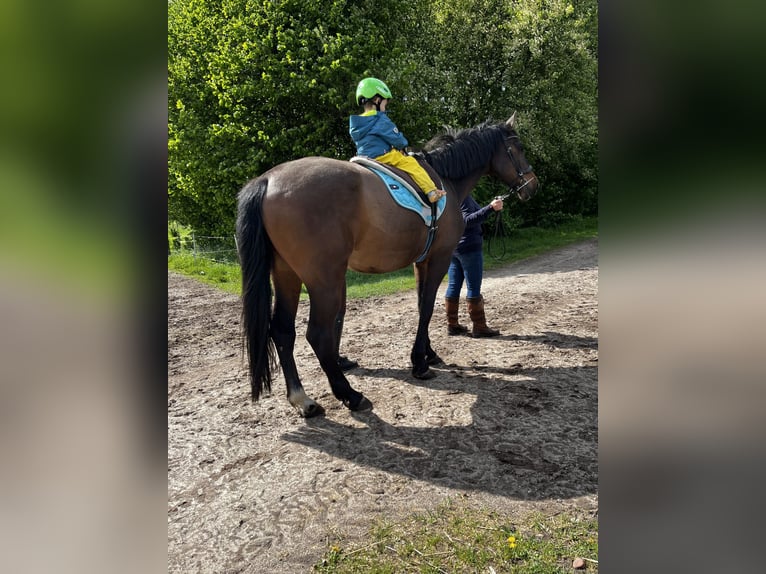Holsteiner Wallach 16 Jahre 168 cm Brauner in Reppenstedt