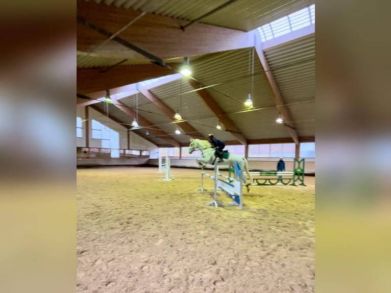 Holsteiner Wallach 16 Jahre 168 cm Schimmel in Hohenlohe