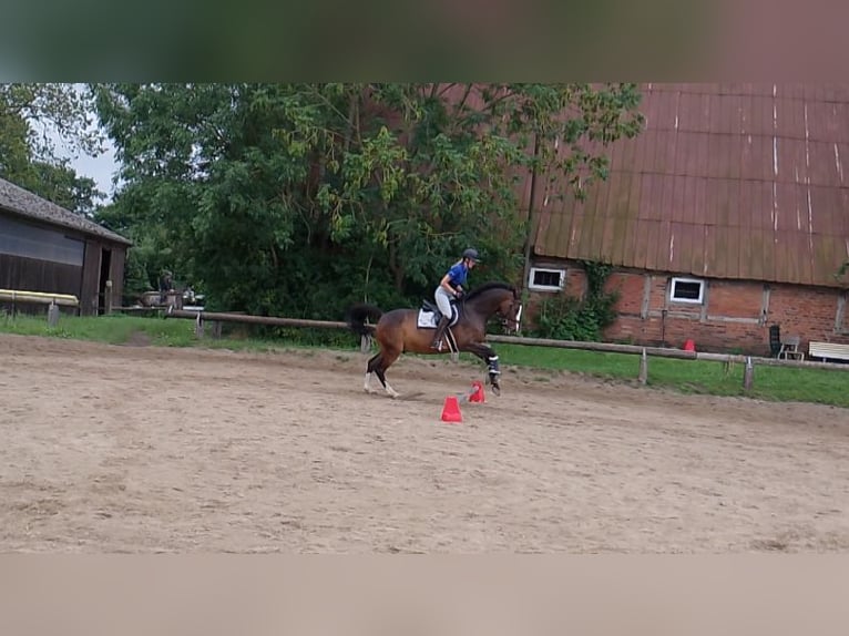 Holsteiner Wallach 16 Jahre 169 cm Brauner in Zarpen