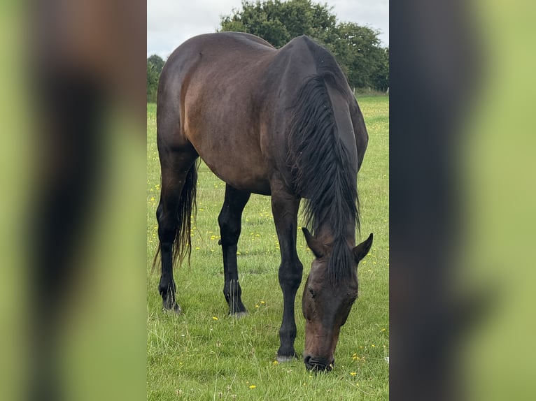 Holsteiner Wallach 16 Jahre 170 cm Dunkelbrauner in Gro&#xDF;heide