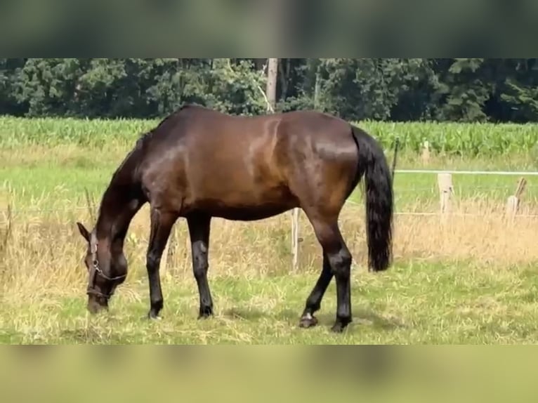 Holsteiner Wallach 16 Jahre 170 cm Dunkelbrauner in Gro&#xDF;heide