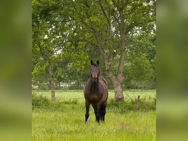 Holsteiner Wallach 16 Jahre 170 cm Dunkelbrauner in Gro&#xDF;heide