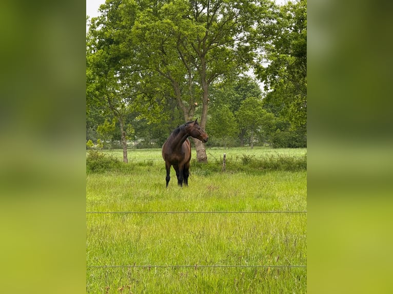 Holsteiner Wallach 16 Jahre 170 cm Dunkelbrauner in Gro&#xDF;heide