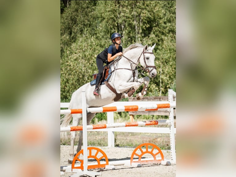 Holsteiner Wallach 16 Jahre 170 cm Schimmel in Izabelin-Dziekanówek