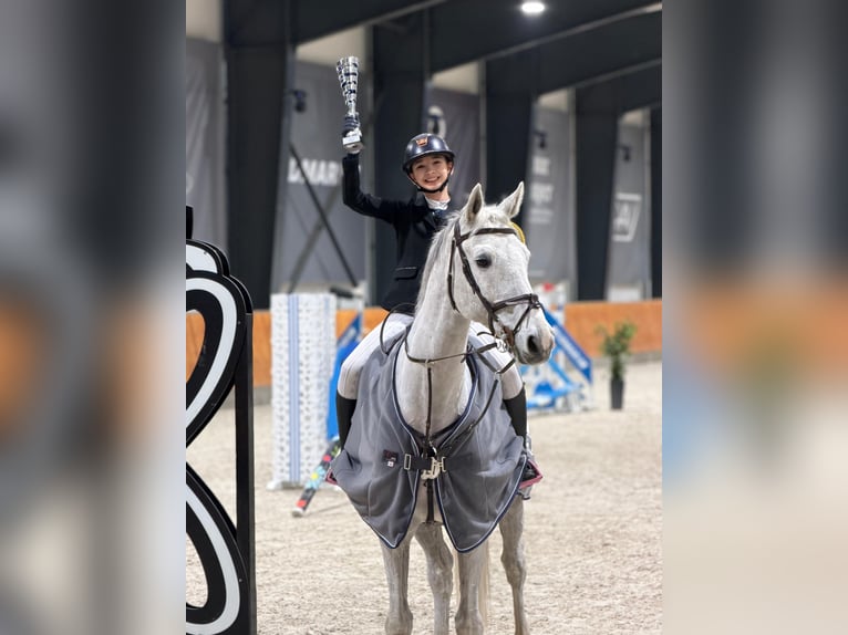 Holsteiner Wallach 16 Jahre 170 cm Schimmel in Izabelin-Dziekanówek