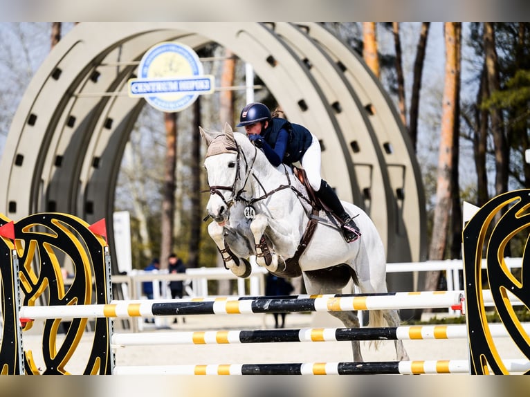 Holsteiner Wallach 16 Jahre 170 cm Schimmel in Izabelin-Dziekanówek