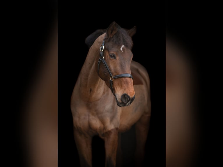 Holsteiner Wallach 16 Jahre 171 cm Brauner in Osterhever