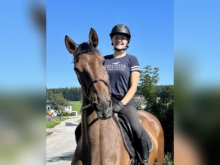 Holsteiner Wallach 16 Jahre 172 cm Brauner in Pelmberg
