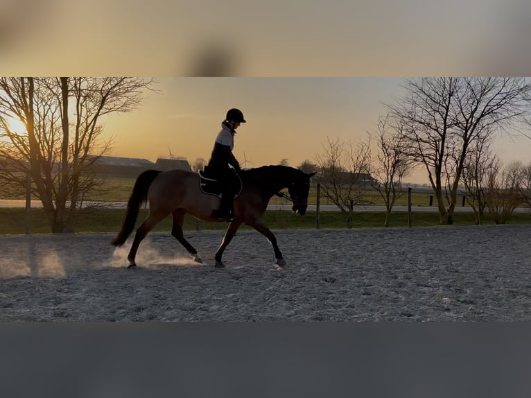 Holsteiner Wallach 16 Jahre 172 cm Brauner in Kaiser-Wilhelm-Koog