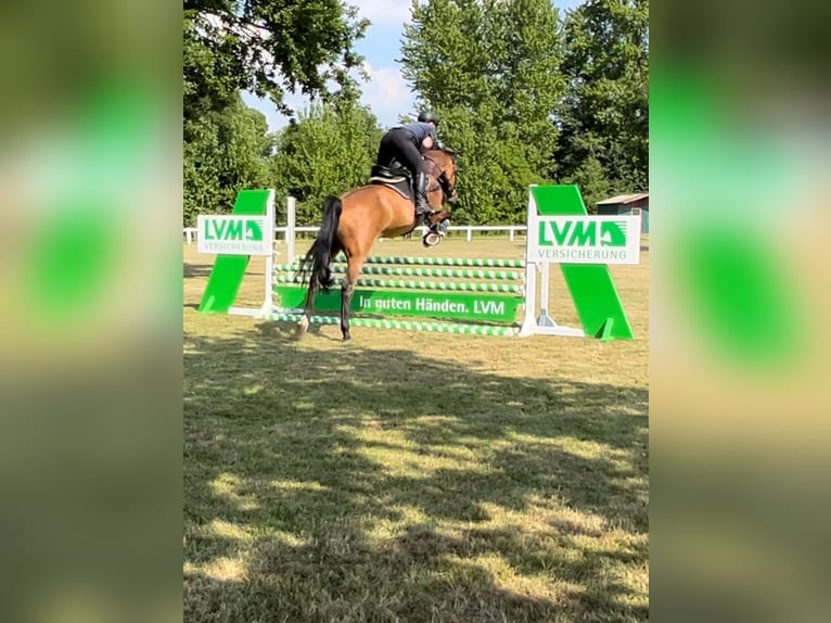 Holsteiner Wallach 16 Jahre 172 cm Brauner in Kaiser-Wilhelm-Koog