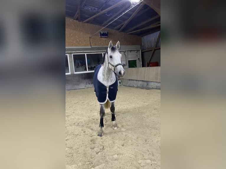 Holsteiner Wallach 16 Jahre 172 cm Schimmel in Gießen