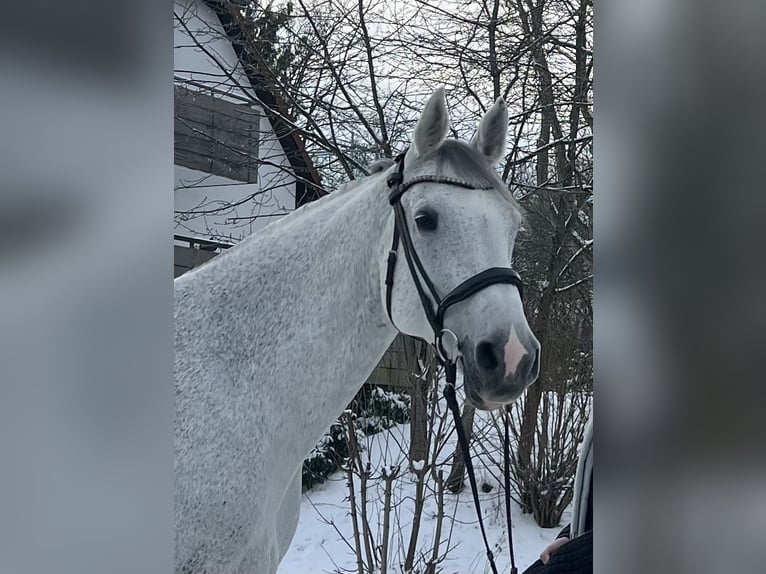 Holsteiner Wallach 16 Jahre 172 cm Schimmel in Gießen