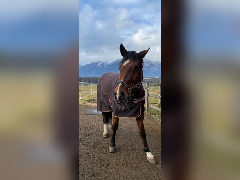 Holsteiner Wallach 16 Jahre 173 cm Brauner in Kerns