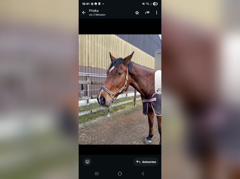 Holsteiner Wallach 16 Jahre 173 cm Brauner in Kerns