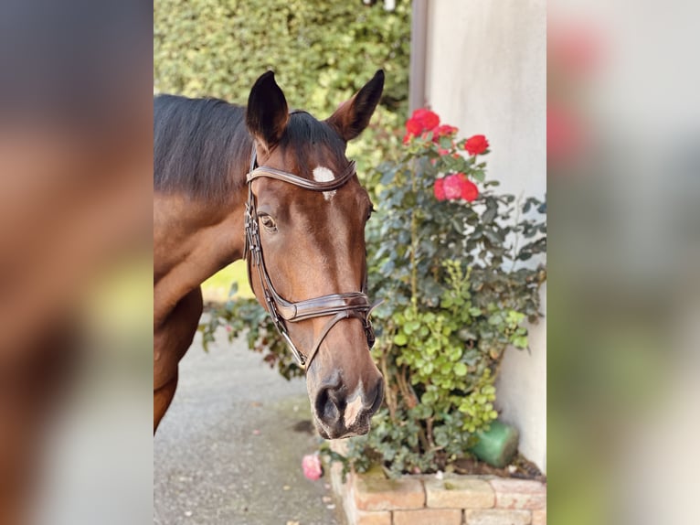 Holsteiner Wallach 16 Jahre 173 cm in Zolling
