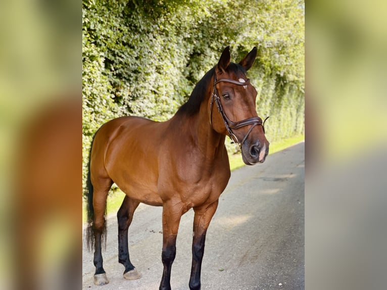 Holsteiner Wallach 16 Jahre 173 cm in Zolling