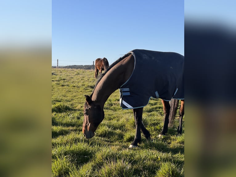 Holsteiner Wallach 16 Jahre 173 cm in Zolling
