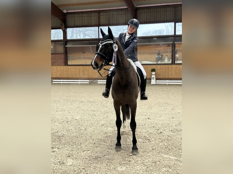 Holsteiner Wallach 16 Jahre 173 cm Dunkelbrauner in Halstenbek