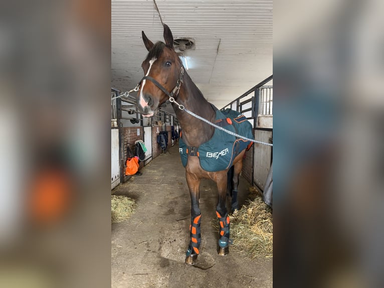 Holsteiner Wallach 16 Jahre 173 cm Dunkelbrauner in Halstenbek