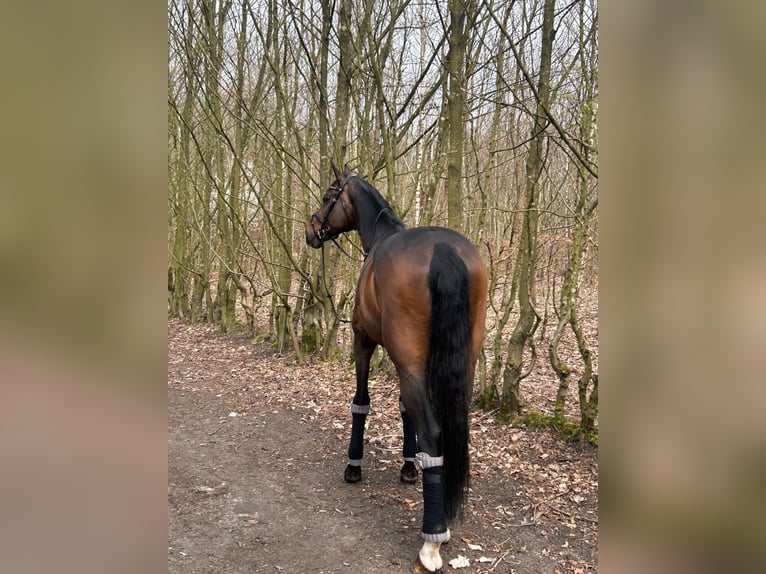 Holsteiner Wallach 16 Jahre 173 cm Dunkelbrauner in Halstenbek