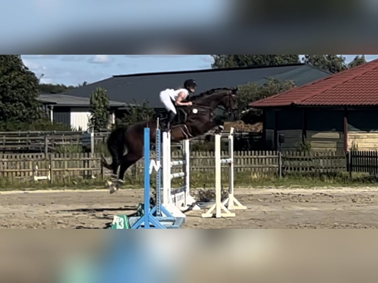 Holsteiner Wallach 16 Jahre 173 cm Dunkelbrauner in Halstenbek