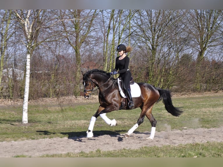 Holsteiner Wallach 16 Jahre 173 cm Dunkelbrauner in Halstenbek