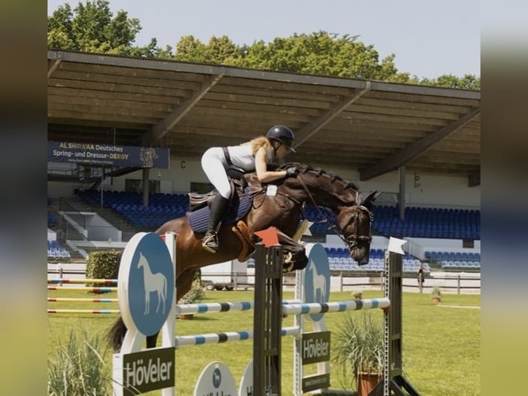 Holsteiner Wallach 16 Jahre 173 cm Dunkelbrauner in Halstenbek