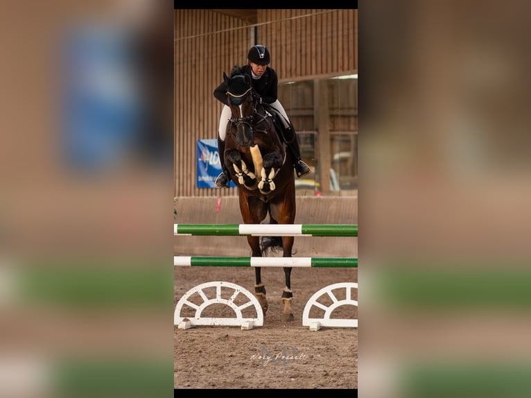 Holsteiner Wallach 16 Jahre 173 cm Dunkelbrauner in Halstenbek