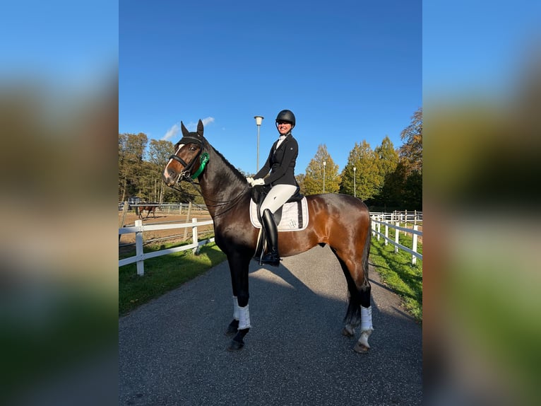 Holsteiner Wallach 16 Jahre 173 cm Dunkelbrauner in Halstenbek