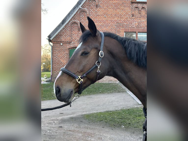 Holsteiner Wallach 16 Jahre 174 cm Brauner in Neritz