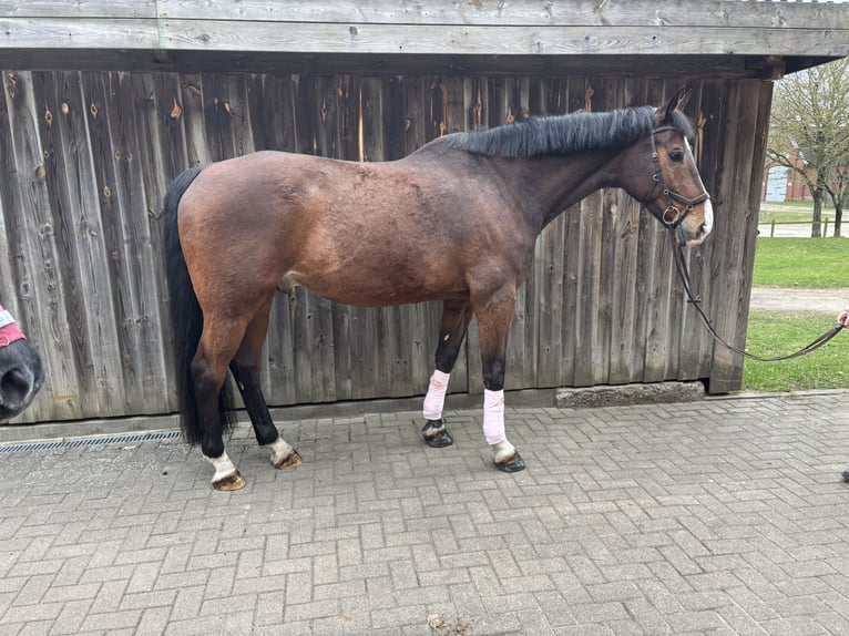 Holsteiner Wallach 16 Jahre 174 cm Brauner in Neritz